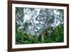 Marantaceae forest. Odzala-Kokoua National Park. Congo-Roger De La Harpe-Framed Photographic Print