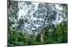 Marantaceae forest. Odzala-Kokoua National Park. Congo-Roger De La Harpe-Mounted Photographic Print