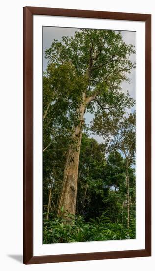 Marantaceae forest. Odzala-Kokoua National Park. Congo-Roger De La Harpe-Framed Photographic Print