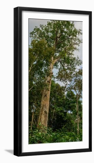 Marantaceae forest. Odzala-Kokoua National Park. Congo-Roger De La Harpe-Framed Photographic Print