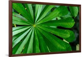 Marantaceae forest vegetation. Odzala-Kokoua National Park. Congo-Roger De La Harpe-Framed Photographic Print