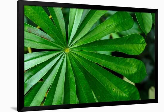 Marantaceae forest vegetation. Odzala-Kokoua National Park. Congo-Roger De La Harpe-Framed Photographic Print