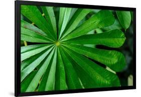 Marantaceae forest vegetation. Odzala-Kokoua National Park. Congo-Roger De La Harpe-Framed Photographic Print