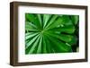 Marantaceae forest vegetation. Odzala-Kokoua National Park. Congo-Roger De La Harpe-Framed Photographic Print