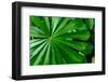 Marantaceae forest vegetation. Odzala-Kokoua National Park. Congo-Roger De La Harpe-Framed Photographic Print