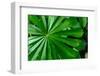 Marantaceae forest vegetation. Odzala-Kokoua National Park. Congo-Roger De La Harpe-Framed Photographic Print