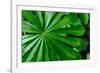 Marantaceae forest vegetation. Odzala-Kokoua National Park. Congo-Roger De La Harpe-Framed Photographic Print