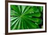 Marantaceae forest vegetation. Odzala-Kokoua National Park. Congo-Roger De La Harpe-Framed Photographic Print