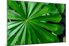 Marantaceae forest vegetation. Odzala-Kokoua National Park. Congo-Roger De La Harpe-Mounted Photographic Print