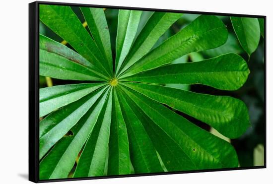 Marantaceae forest vegetation. Odzala-Kokoua National Park. Congo-Roger De La Harpe-Framed Stretched Canvas