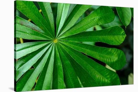 Marantaceae forest vegetation. Odzala-Kokoua National Park. Congo-Roger De La Harpe-Stretched Canvas