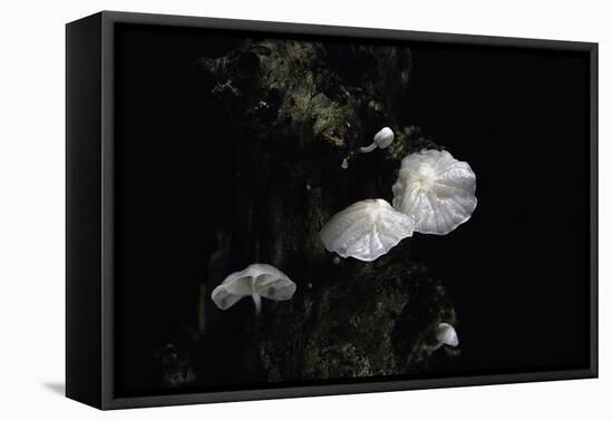 Marasmiellus Candidus (Parachute Fungus)-Paul Starosta-Framed Stretched Canvas