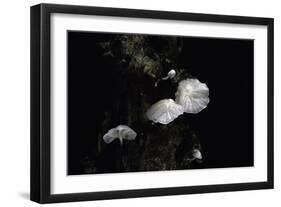 Marasmiellus Candidus (Parachute Fungus)-Paul Starosta-Framed Premium Photographic Print