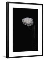 Marasmiellus Candidus (Parachute Fungus)-Paul Starosta-Framed Photographic Print