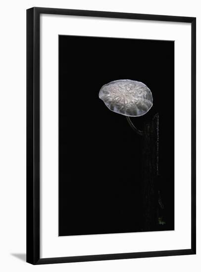 Marasmiellus Candidus (Parachute Fungus)-Paul Starosta-Framed Photographic Print