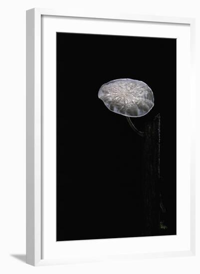 Marasmiellus Candidus (Parachute Fungus)-Paul Starosta-Framed Photographic Print