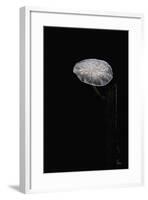 Marasmiellus Candidus (Parachute Fungus)-Paul Starosta-Framed Photographic Print