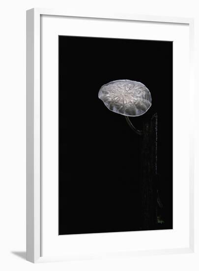 Marasmiellus Candidus (Parachute Fungus)-Paul Starosta-Framed Photographic Print