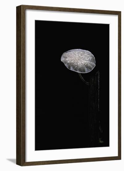 Marasmiellus Candidus (Parachute Fungus)-Paul Starosta-Framed Photographic Print