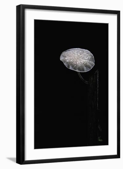 Marasmiellus Candidus (Parachute Fungus)-Paul Starosta-Framed Photographic Print