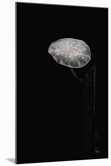 Marasmiellus Candidus (Parachute Fungus)-Paul Starosta-Mounted Photographic Print