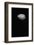 Marasmiellus Candidus (Parachute Fungus)-Paul Starosta-Framed Photographic Print