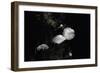 Marasmiellus Candidus (Parachute Fungus)-Paul Starosta-Framed Photographic Print