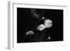 Marasmiellus Candidus (Parachute Fungus)-Paul Starosta-Framed Photographic Print