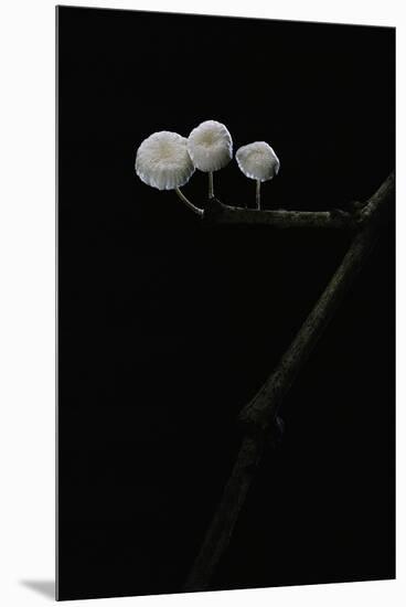 Marasmiellus Ramealis (Twig Parachute)-Paul Starosta-Mounted Premium Photographic Print