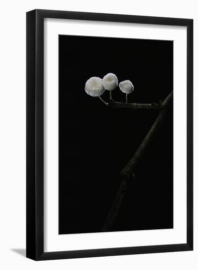 Marasmiellus Ramealis (Twig Parachute)-Paul Starosta-Framed Photographic Print