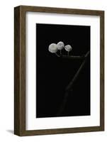 Marasmiellus Ramealis (Twig Parachute)-Paul Starosta-Framed Photographic Print