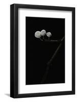 Marasmiellus Ramealis (Twig Parachute)-Paul Starosta-Framed Photographic Print