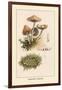 Marasmius Oreades-William Hamilton Gibson-Framed Art Print