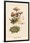 Marasmius Oreades-William Hamilton Gibson-Framed Art Print