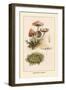 Marasmius Oreades-William Hamilton Gibson-Framed Art Print