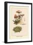 Marasmius Oreades-William Hamilton Gibson-Framed Art Print