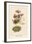 Marasmius Oreades-William Hamilton Gibson-Framed Art Print