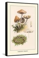 Marasmius Oreades-William Hamilton Gibson-Framed Stretched Canvas