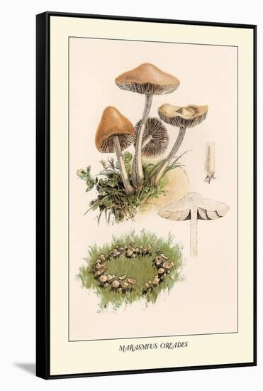 Marasmius Oreades-William Hamilton Gibson-Framed Stretched Canvas