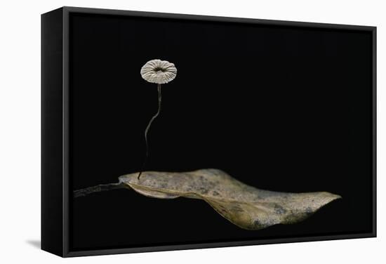 Marasmius Quercophilus (Parachute Fungus)-Paul Starosta-Framed Stretched Canvas