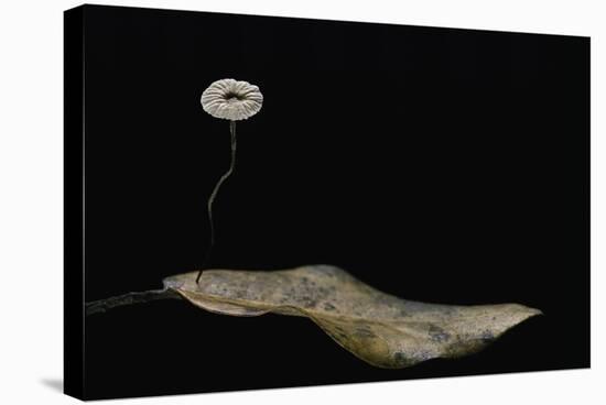 Marasmius Quercophilus (Parachute Fungus)-Paul Starosta-Stretched Canvas