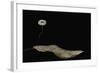 Marasmius Quercophilus (Parachute Fungus)-Paul Starosta-Framed Photographic Print