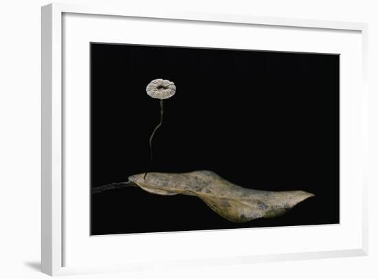 Marasmius Quercophilus (Parachute Fungus)-Paul Starosta-Framed Photographic Print