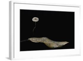 Marasmius Quercophilus (Parachute Fungus)-Paul Starosta-Framed Photographic Print