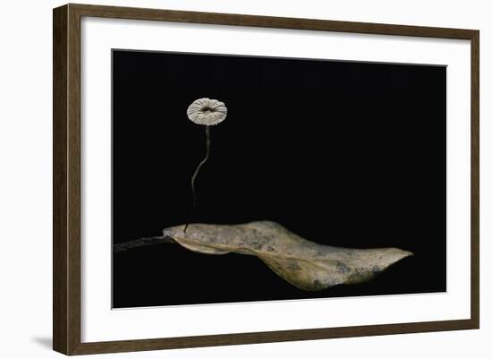 Marasmius Quercophilus (Parachute Fungus)-Paul Starosta-Framed Photographic Print