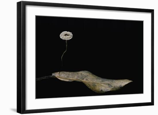 Marasmius Quercophilus (Parachute Fungus)-Paul Starosta-Framed Photographic Print