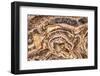 Marble Abstract, Titus Canyon, Death Valley-John Ford-Framed Photographic Print