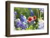 Marble Falls, Texas, USA. Bluebonnet and Indian Blanket wildflowers in the Texas Hill Country.-Emily Wilson-Framed Photographic Print