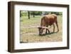 Marble Falls, Texas, USA. Longhorn cattle in the Texas Hill Country.-Emily Wilson-Framed Photographic Print