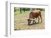 Marble Falls, Texas, USA. Longhorn cattle in the Texas Hill Country.-Emily Wilson-Framed Photographic Print